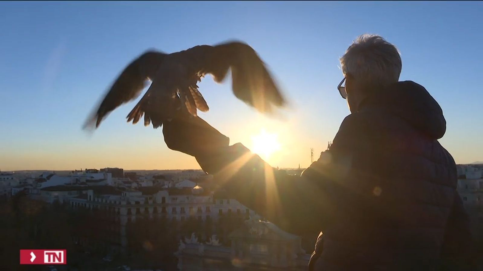 Halcones y águilas para cuidar la Puerta de Alcalá