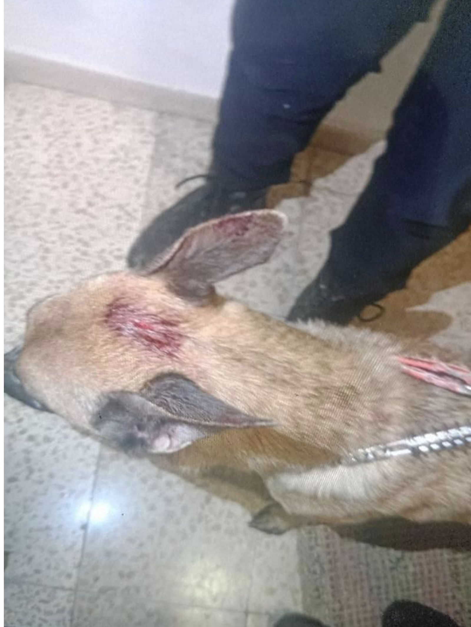 Heridas en uno de los perros recuperados  por la Policía Municipal de Alcorcón