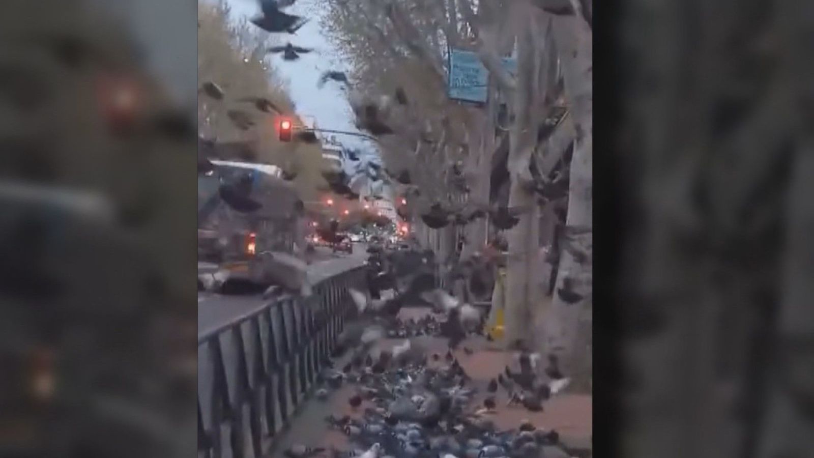 Lío vecinal en Delicias por culpa de una mujer que echa alpiste en la calle y alimenta a cientos de palomas