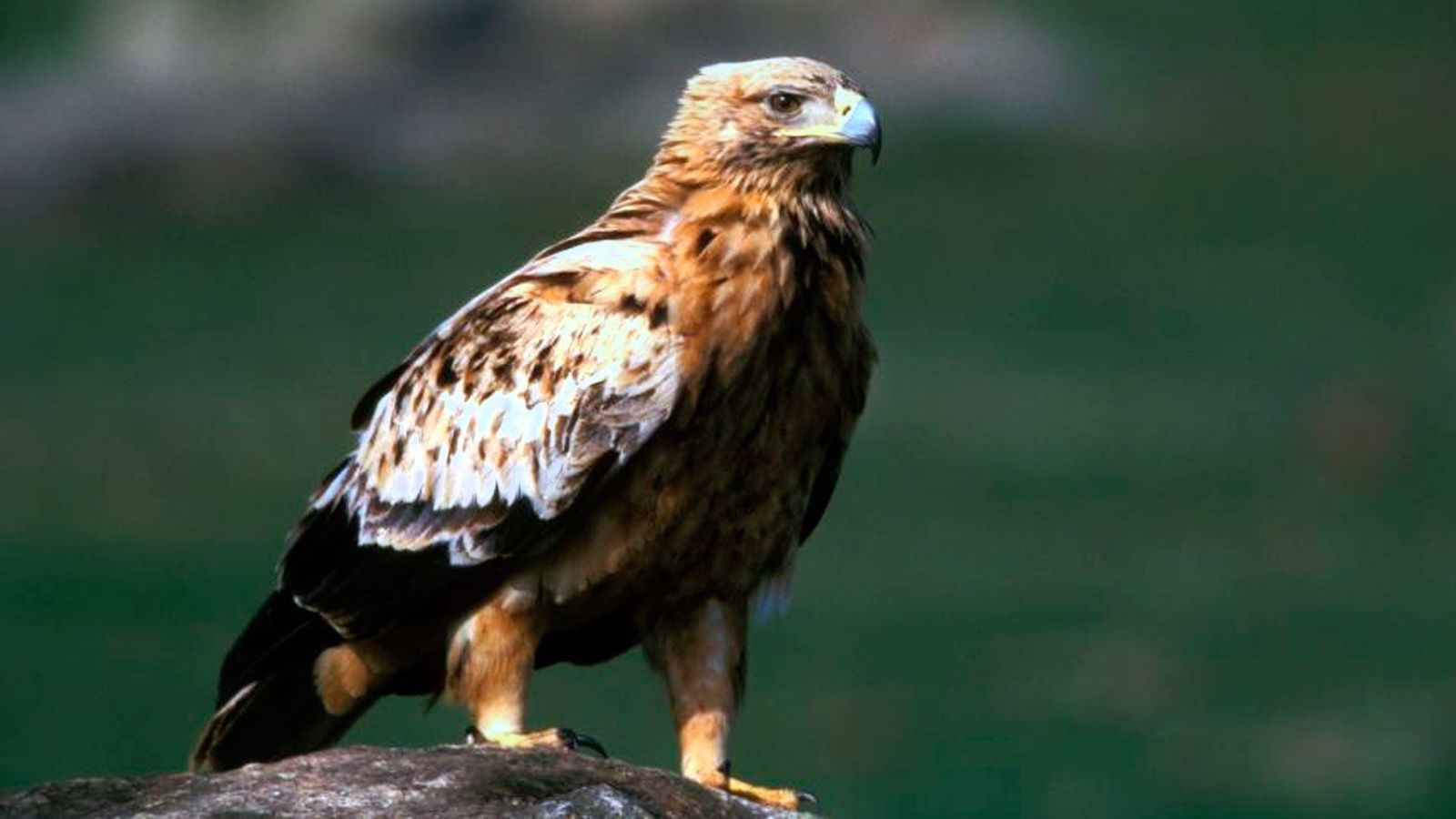 ¿Conoces las especies protegidas de la Comunidad de Madrid?