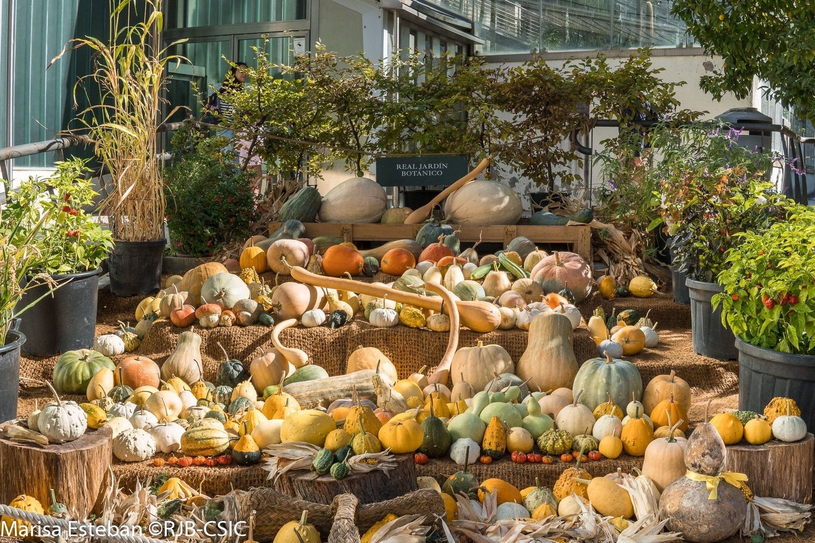 El Real Jardín Botánico de Madrid nos trae ‘Calabazas’ una exposición muy acorde con la temporada