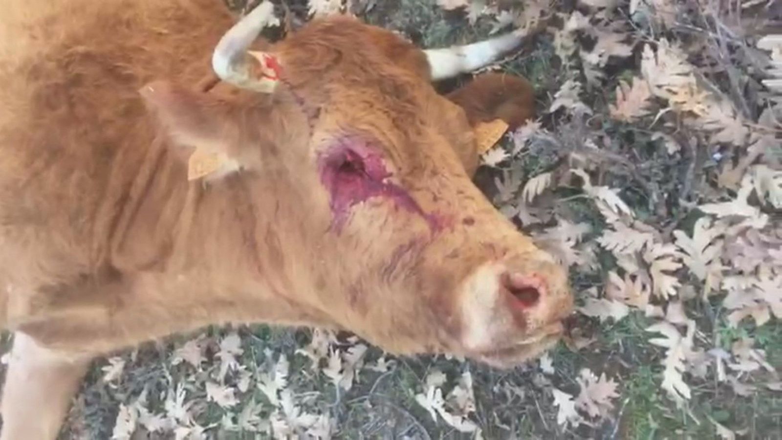 Ataque de buitres hambrientos a ganado vivo en la sierra de Madrid