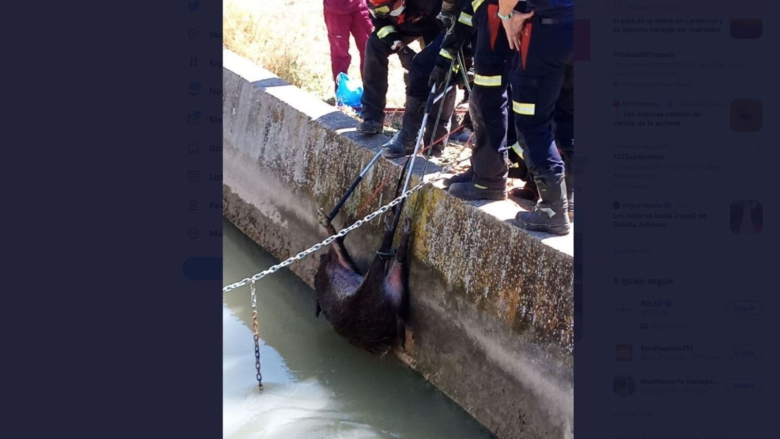 Rescate de una jabalí