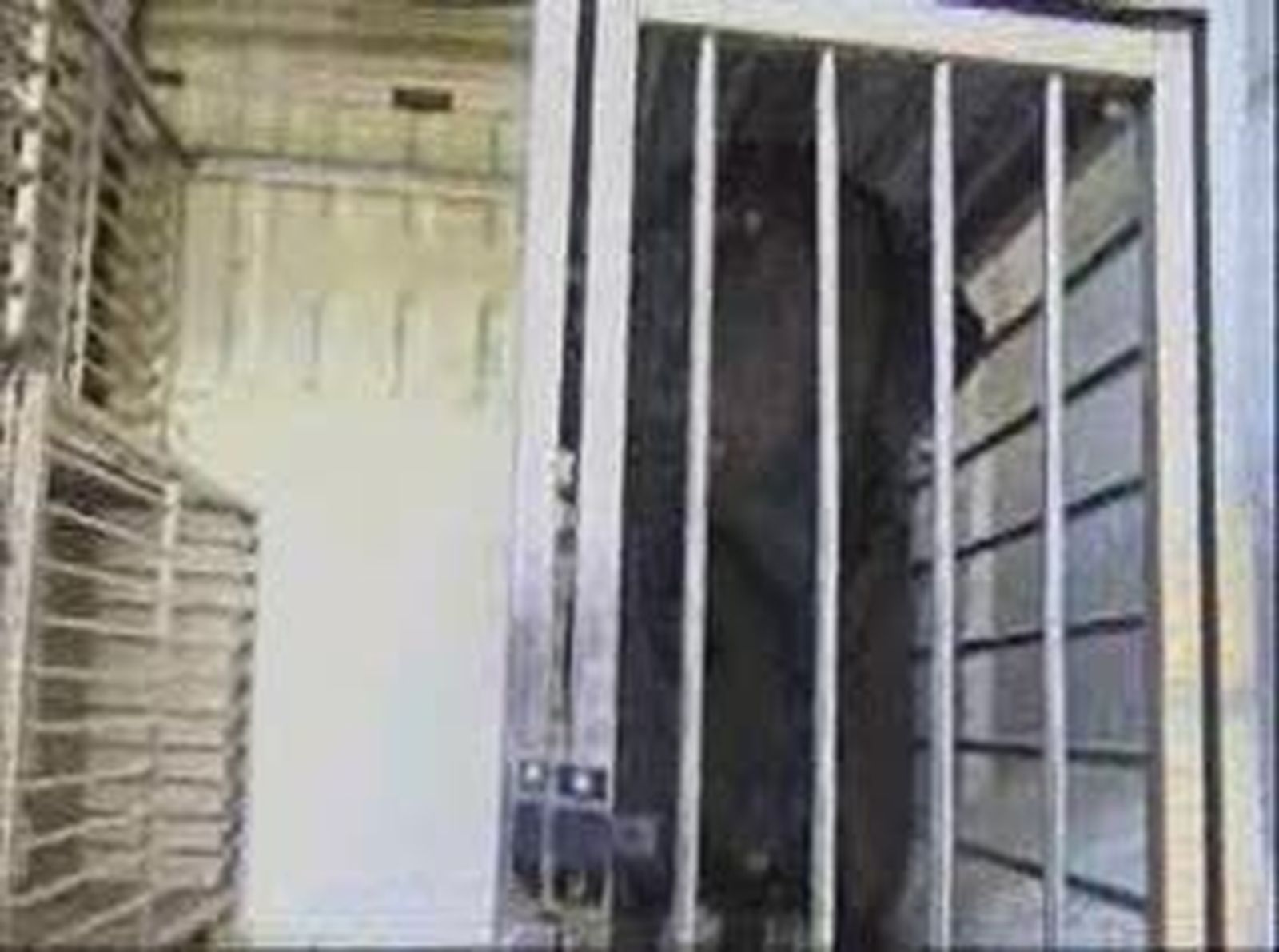 Ataque de perros