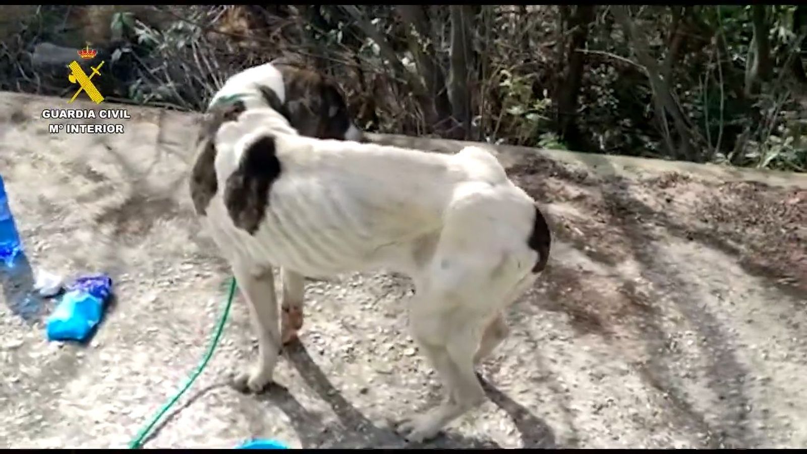 Maltrato animal en Málaga