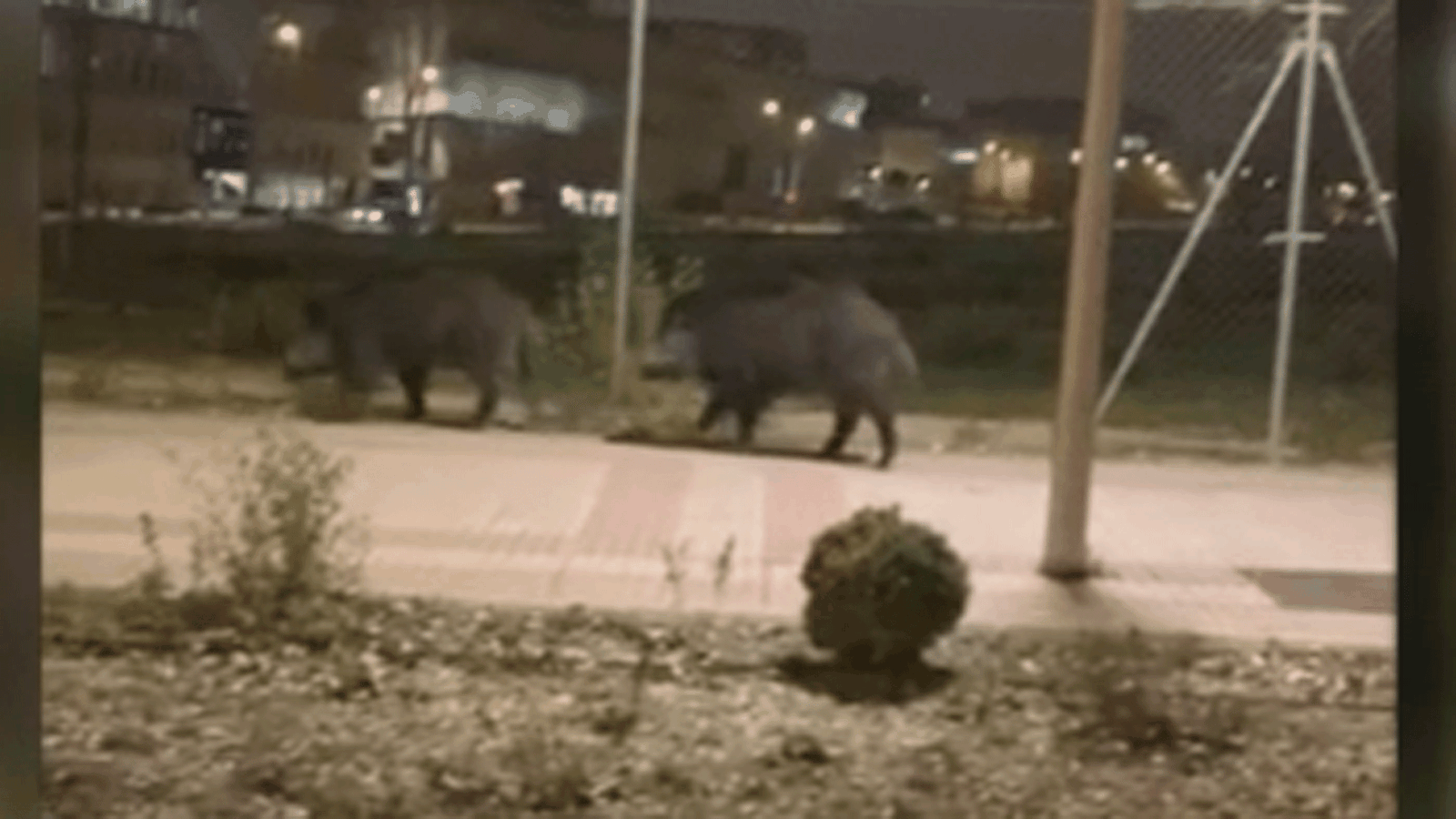 Jabalíes se pasean por Las Tablas