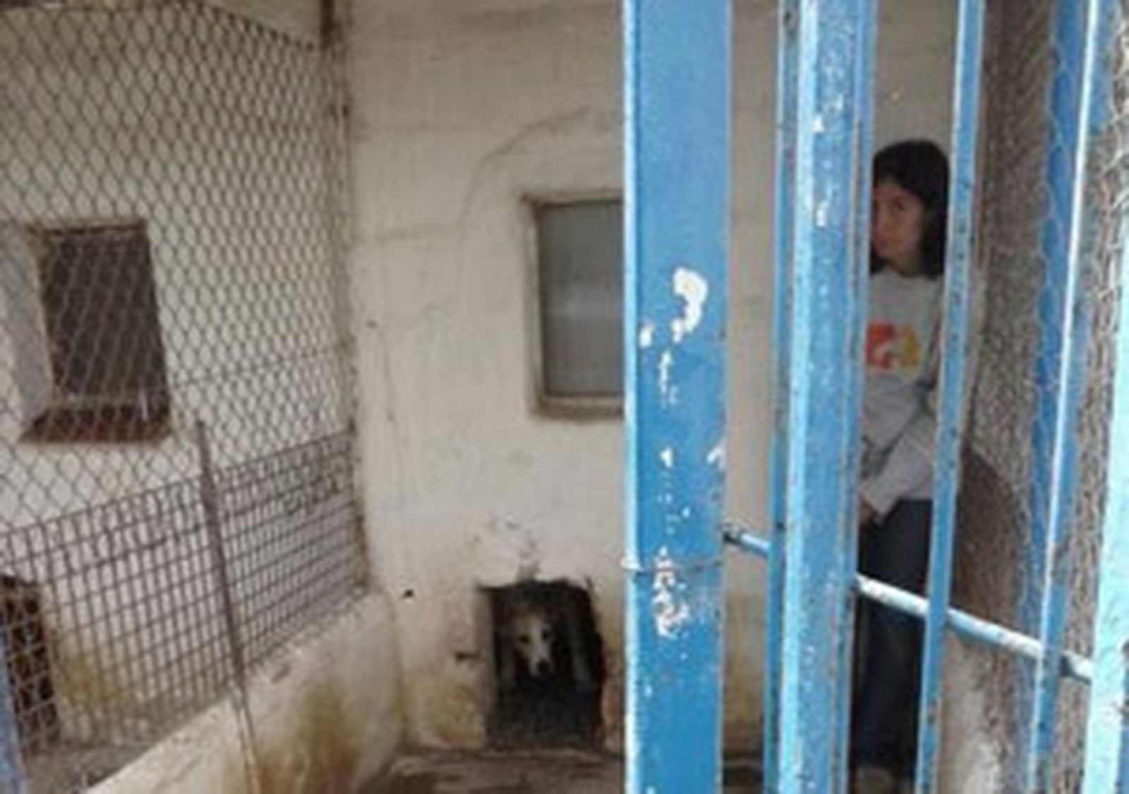 Requisan 16 perros a un hombre afectado por el 'Síndrome de Noé'