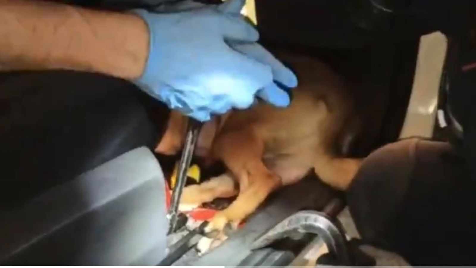 Rescate de un perro