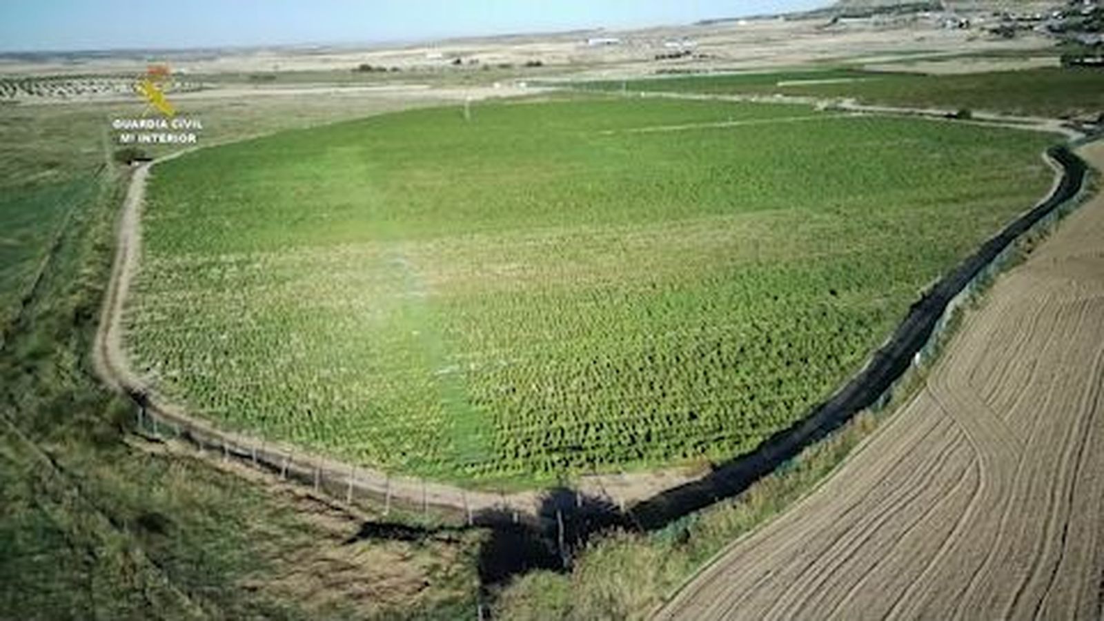 La Guardia Civil interviene en Toledo la mayor plantación de marihuana de Europa