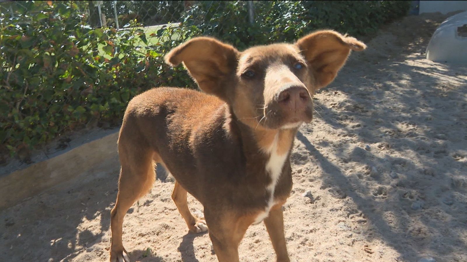 'Conóceme y adóptame': la Comunidad de Madrid anima a la adopción de animales