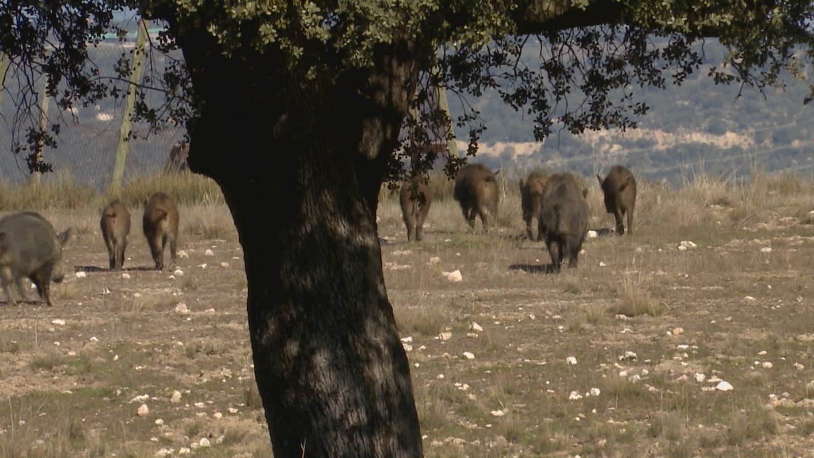 Jabalíes en el campo