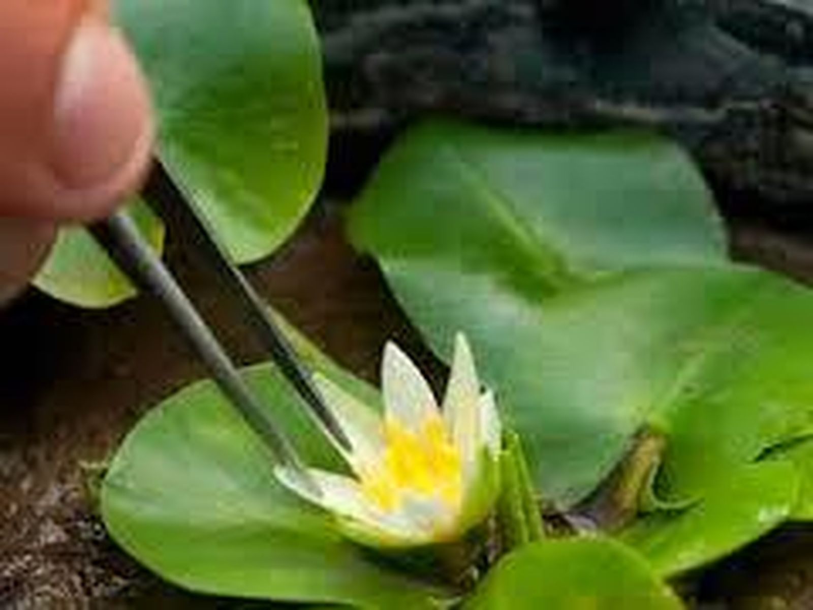 NENUFAR1