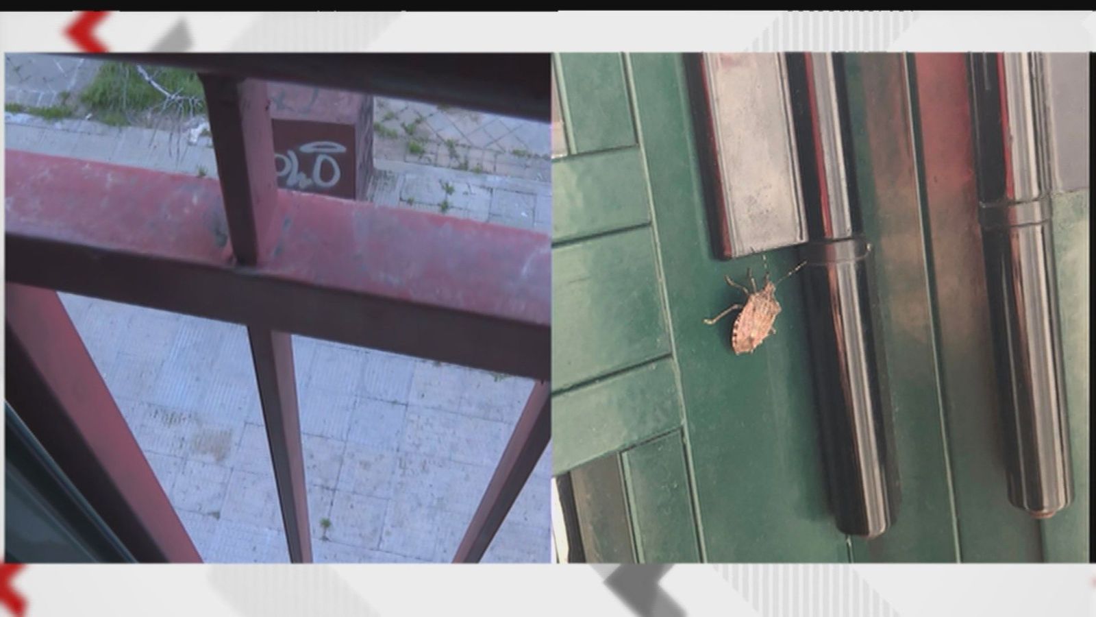 'Chinches apestosas' como vecinas en una calle de Moratalaz