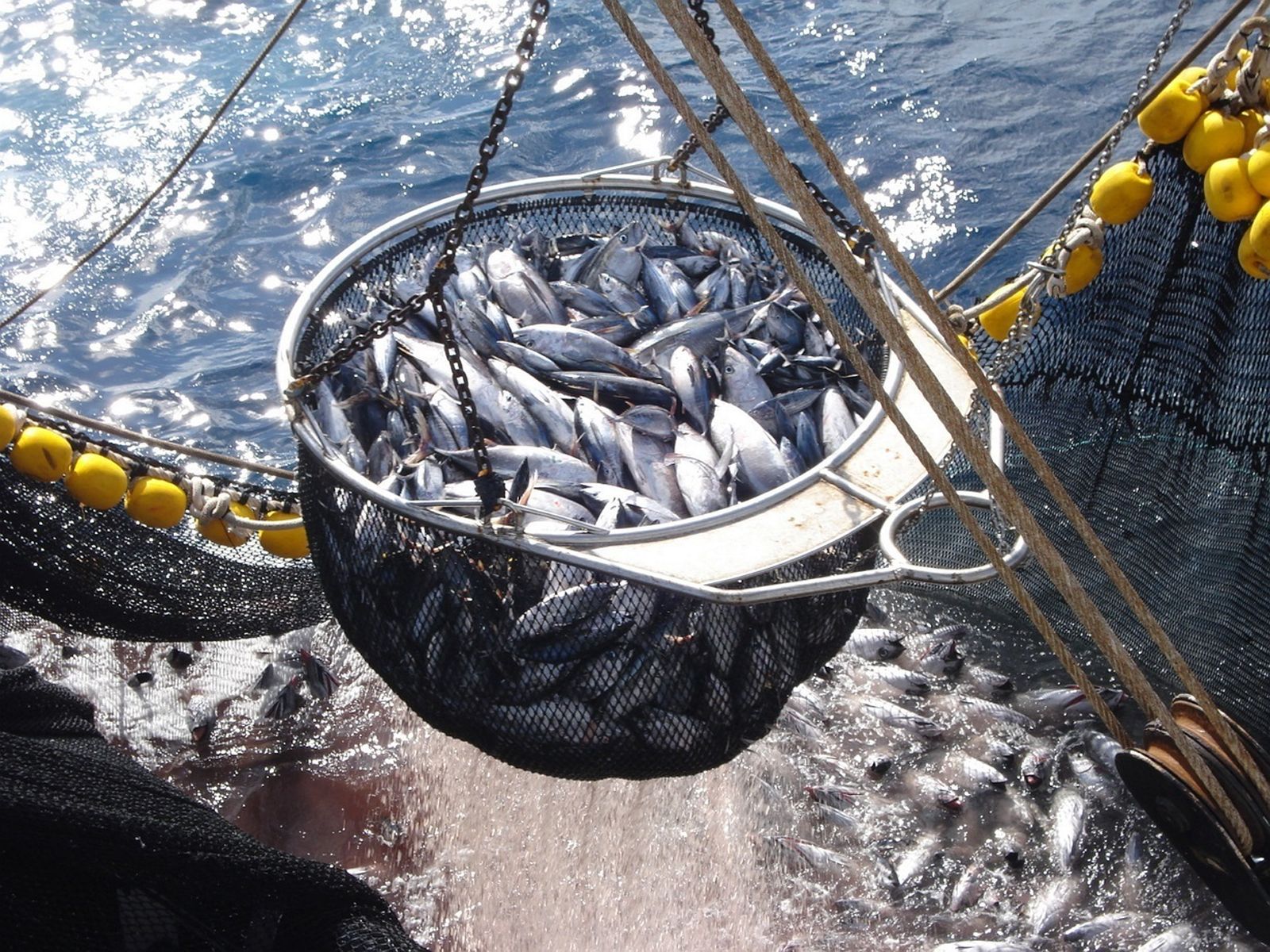 Capturas en un barco pesquero