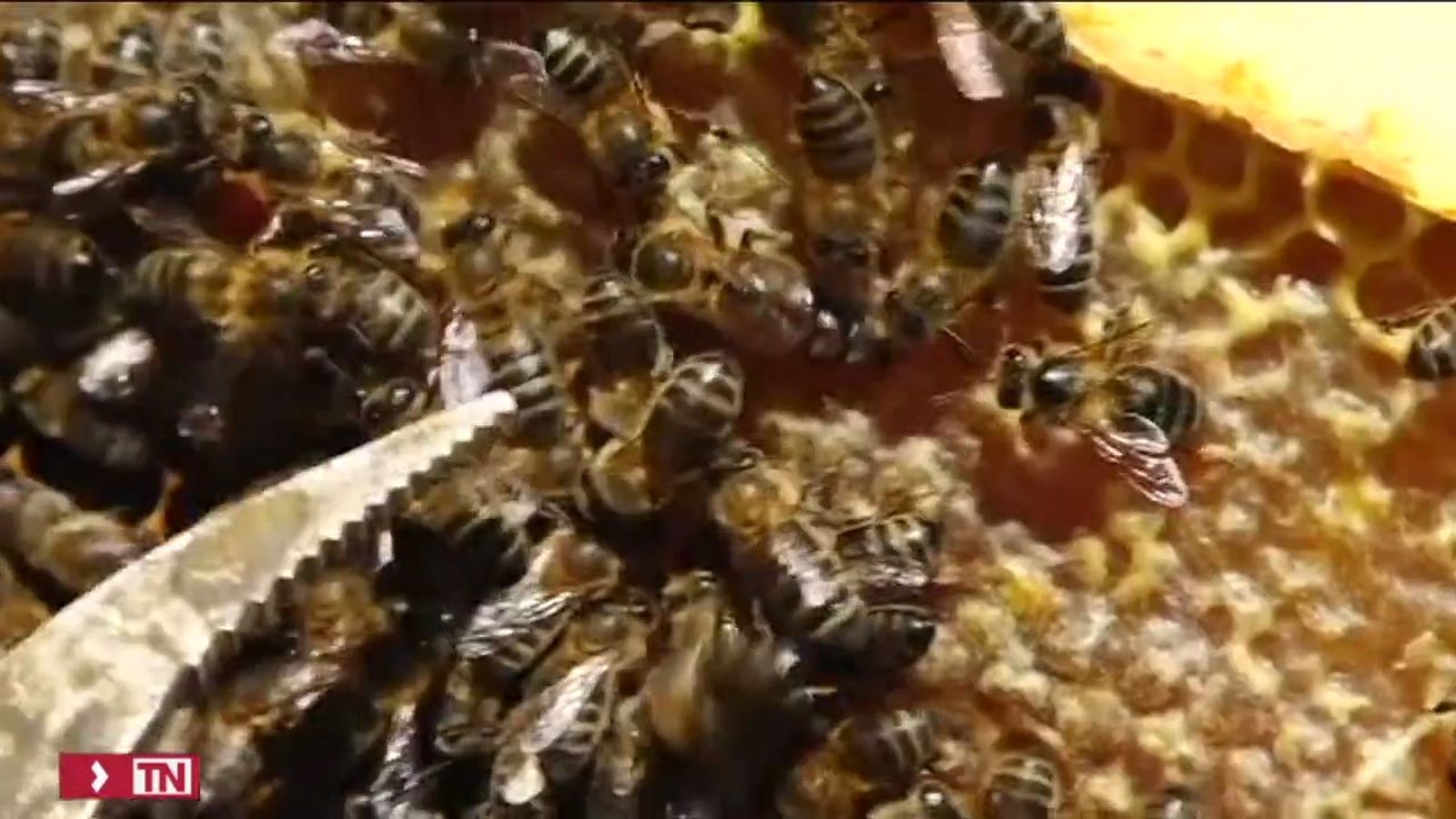 Una vacuna para las abejas