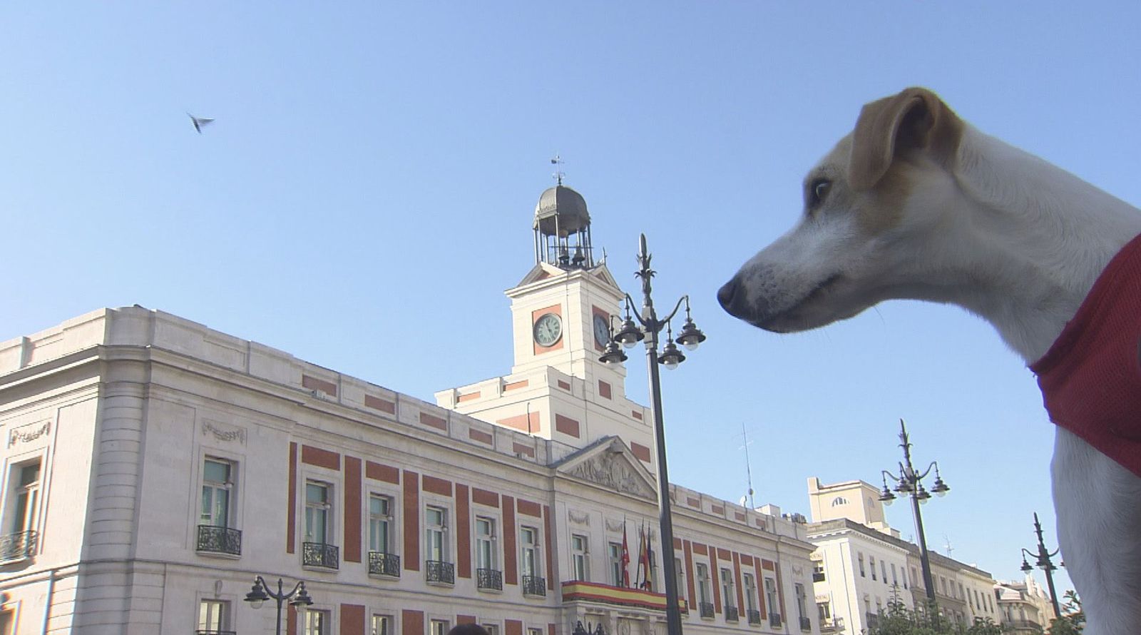 ¿Es Madrid una ciudad 'amigable' para los perros?