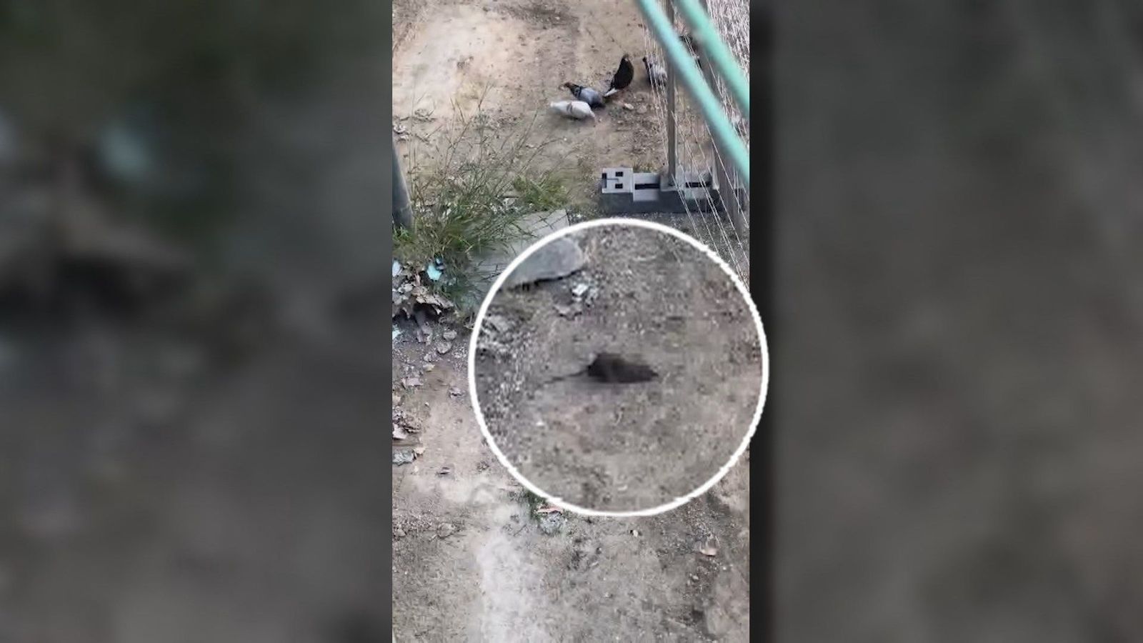 La 'ratita presumida' invade Ciudad Lineal: roedores hasta en el parque infantil