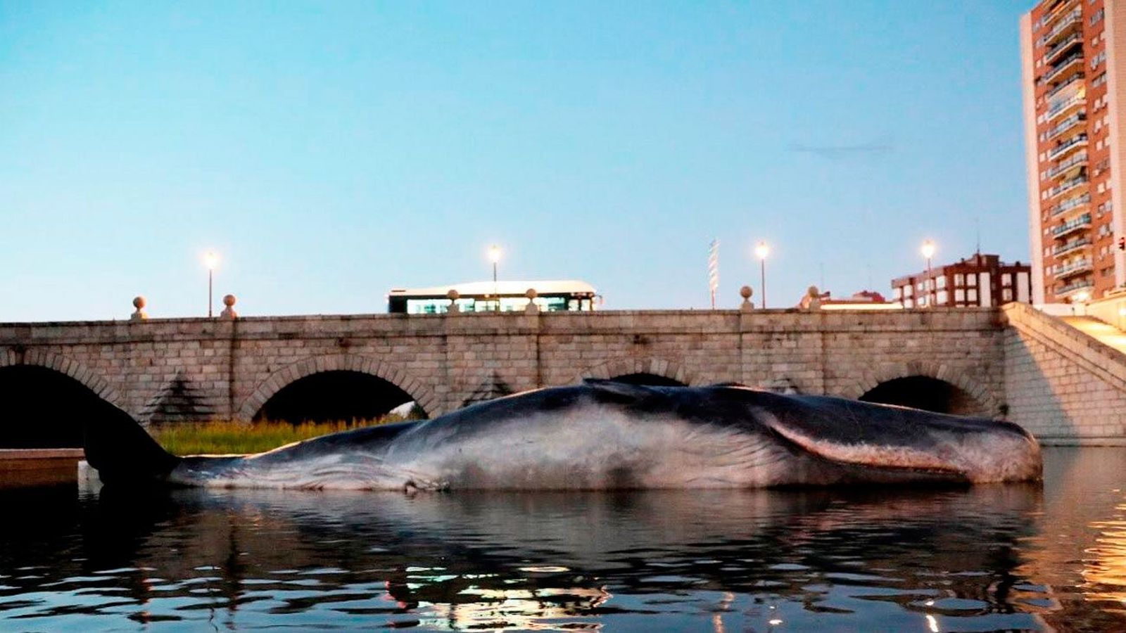 Aparece un cachalote varado en mitad de Madrid Río