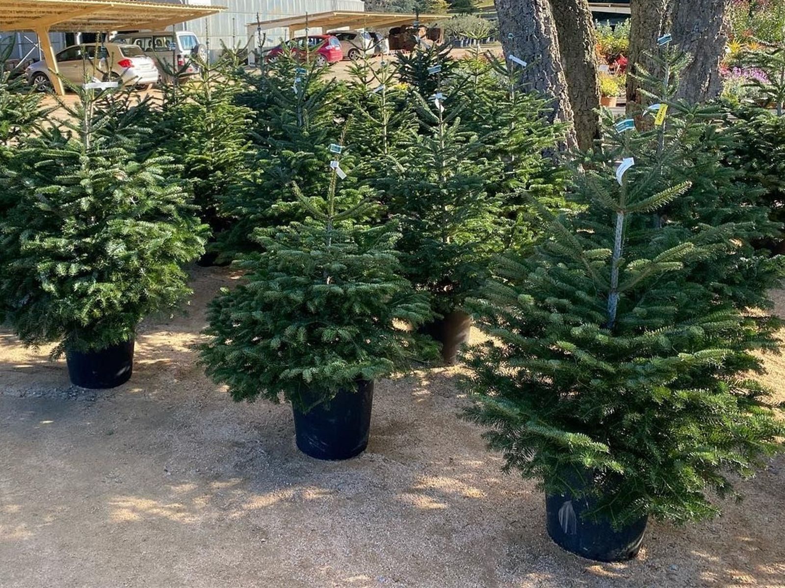 Abetos de Navidad