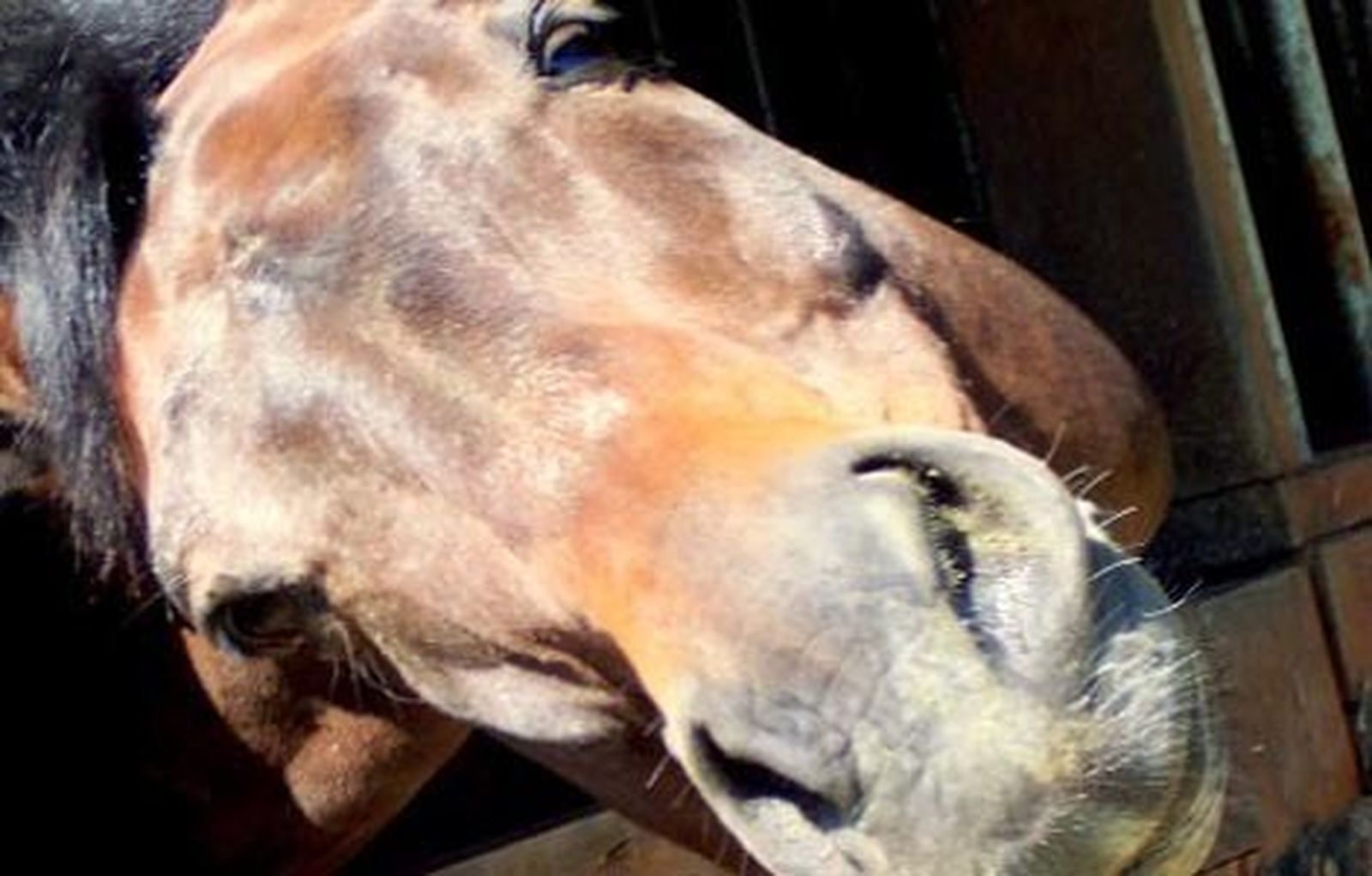 caballo_rescatado