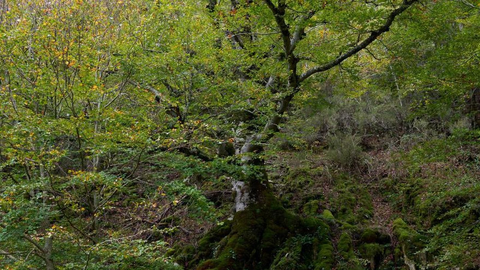 Un bosque madrileño