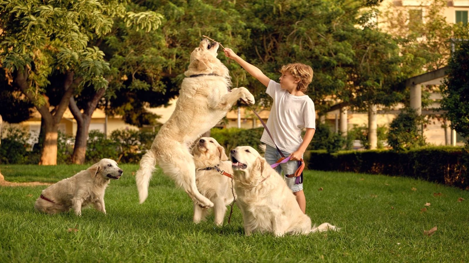 Nueva área exclusiva para perros en Madrid