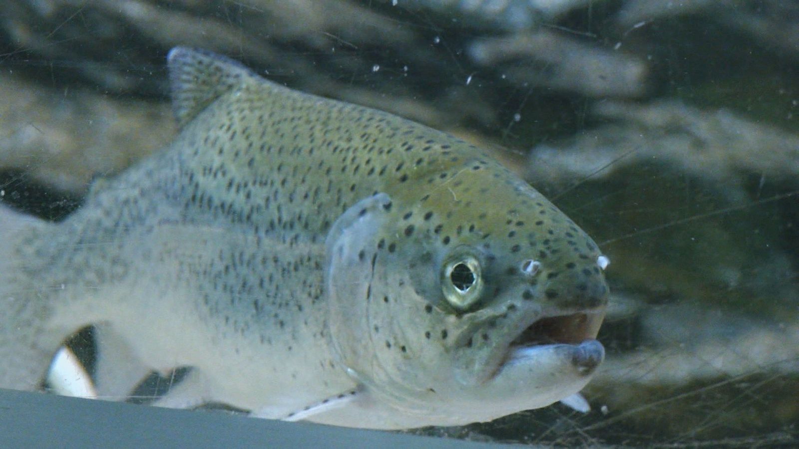 Peces únicos en la Escuela de Ingenieros de Montes