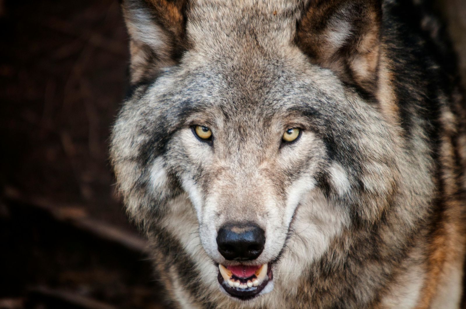 Siete comunidades denuncian al Gobierno por incumplir la legislación europea del lobo