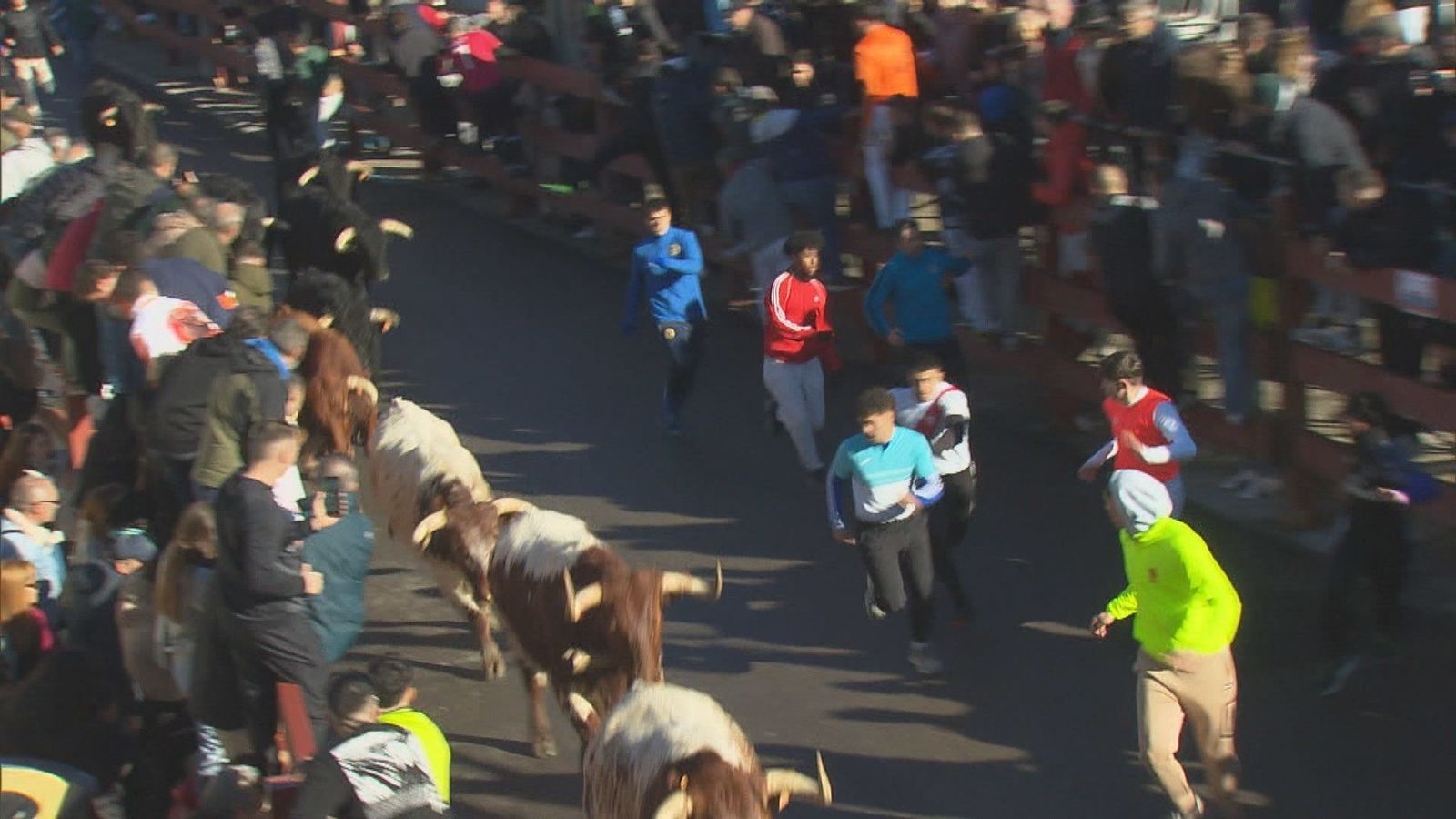 Éxito de público en el primer encierro de las fiestas de Valdemorillo