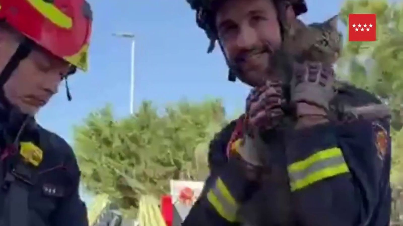 Los bomberos salvan a un gato atrapado en un árbol de Brunete