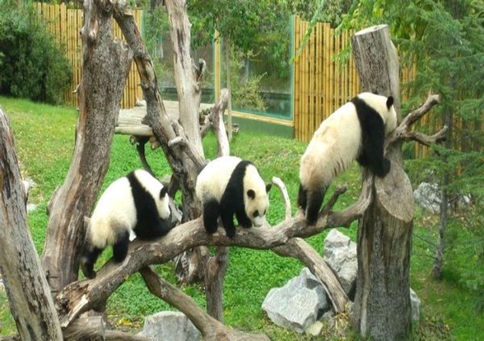 La cría de  oso panda ya da sus primeros pasos
