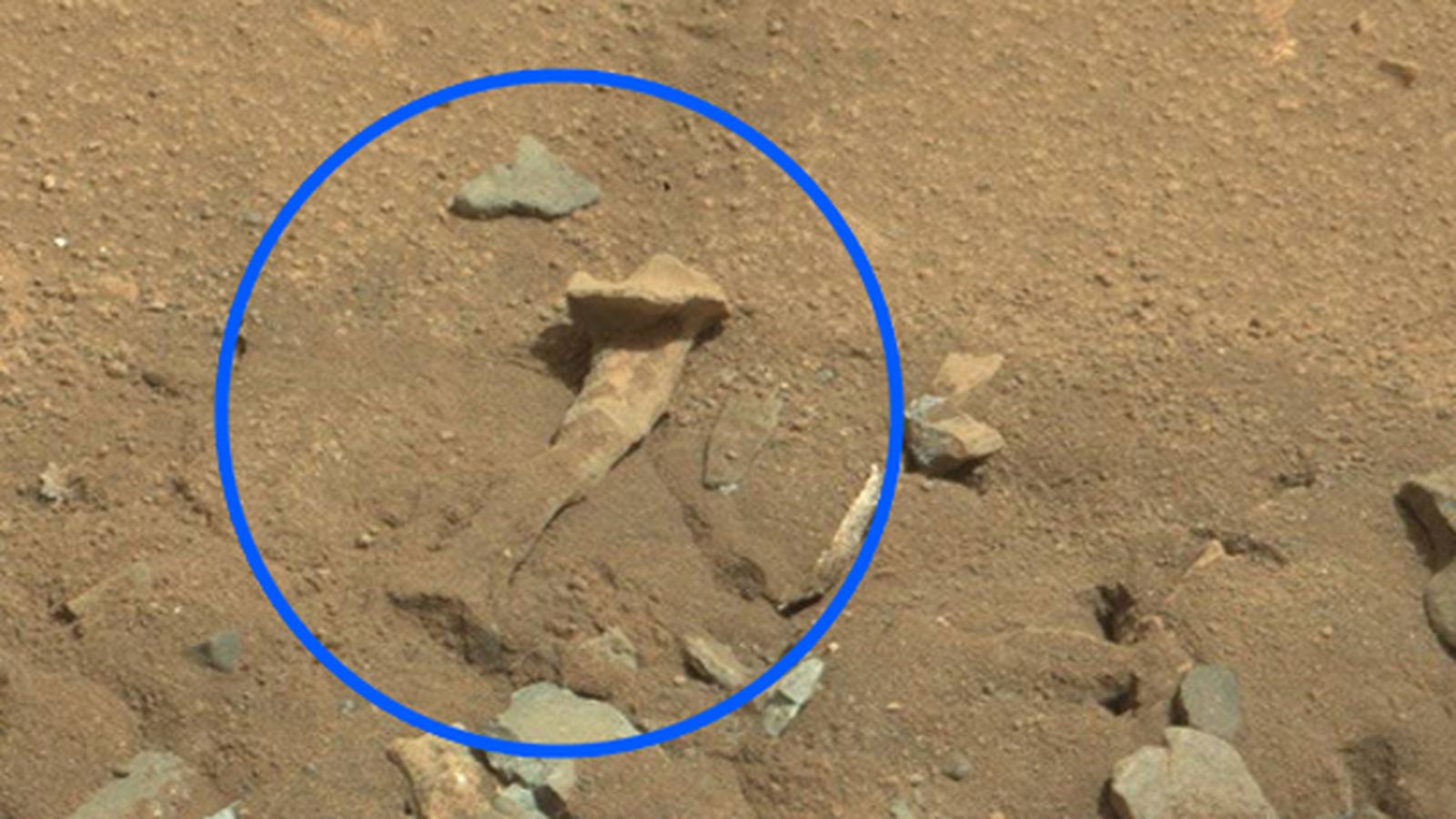 femur_3456