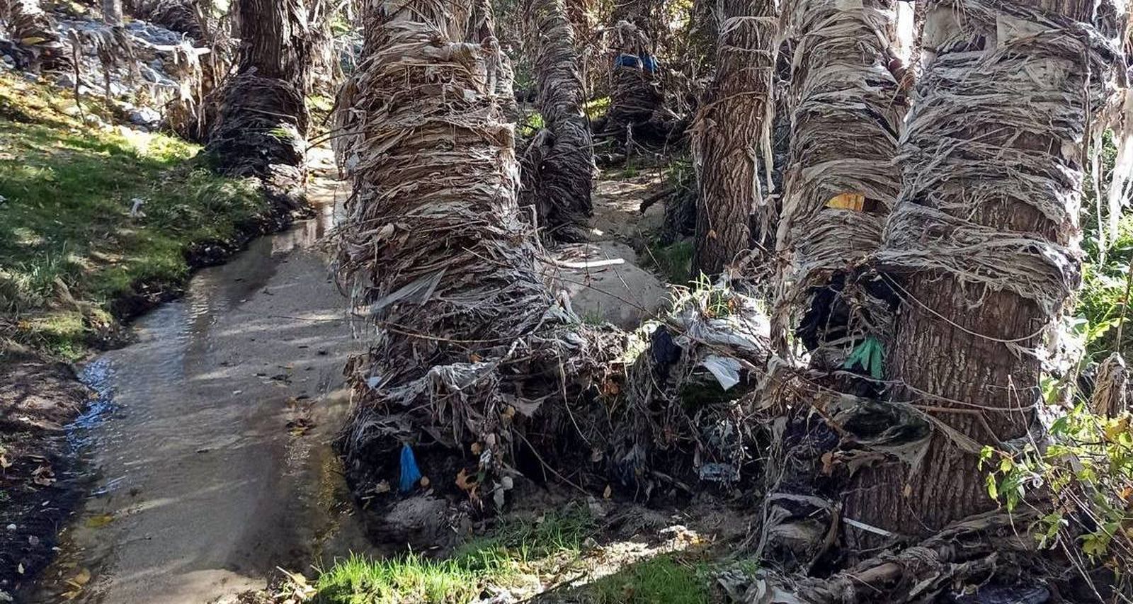 Árboles y vegetación del río Jarama envuelta en toallitas y otros desperdicios
