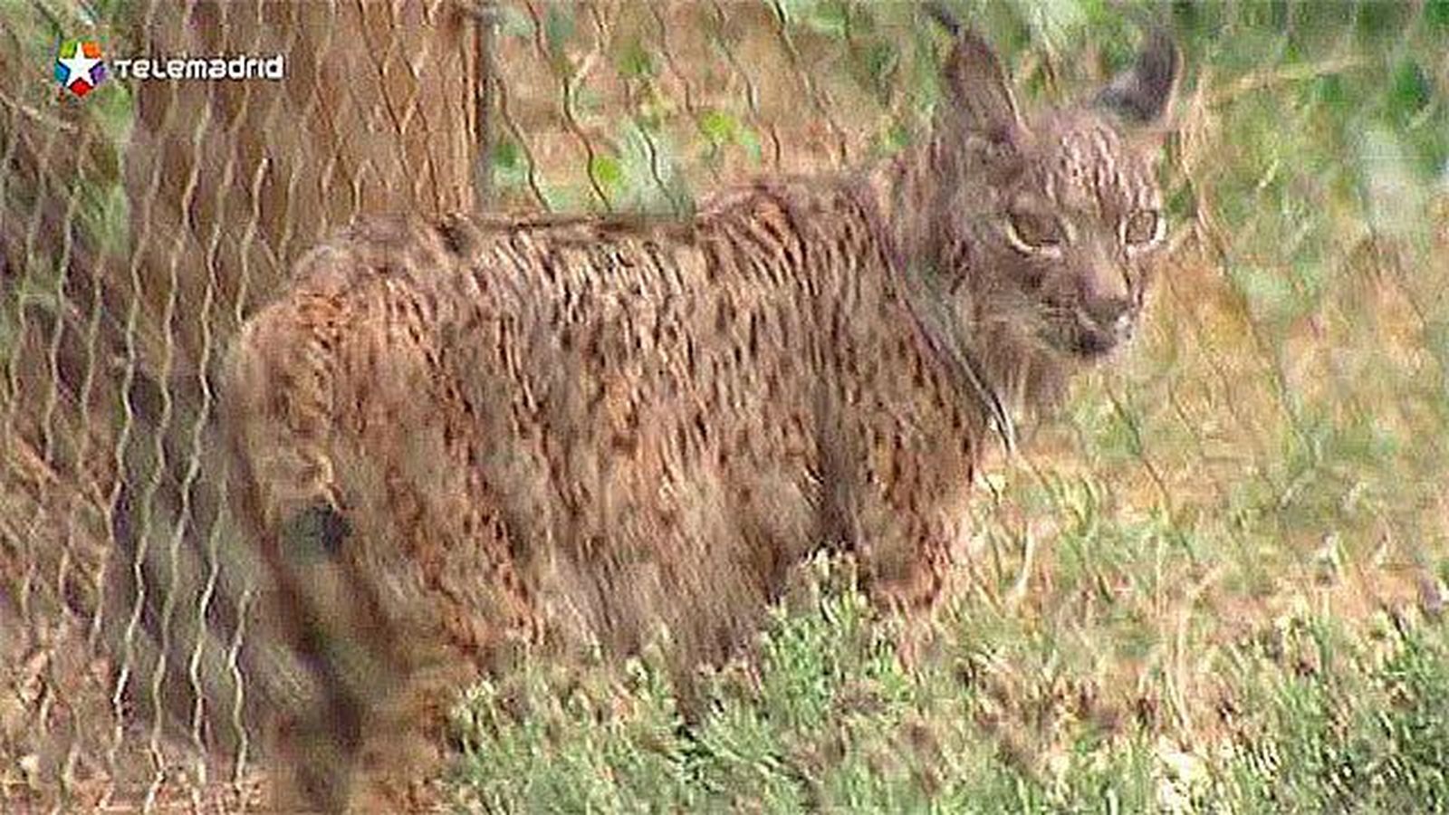 La Reina Sofía inaugura una nueva instalación para linces ibéricos en el Zoo de Madrid
