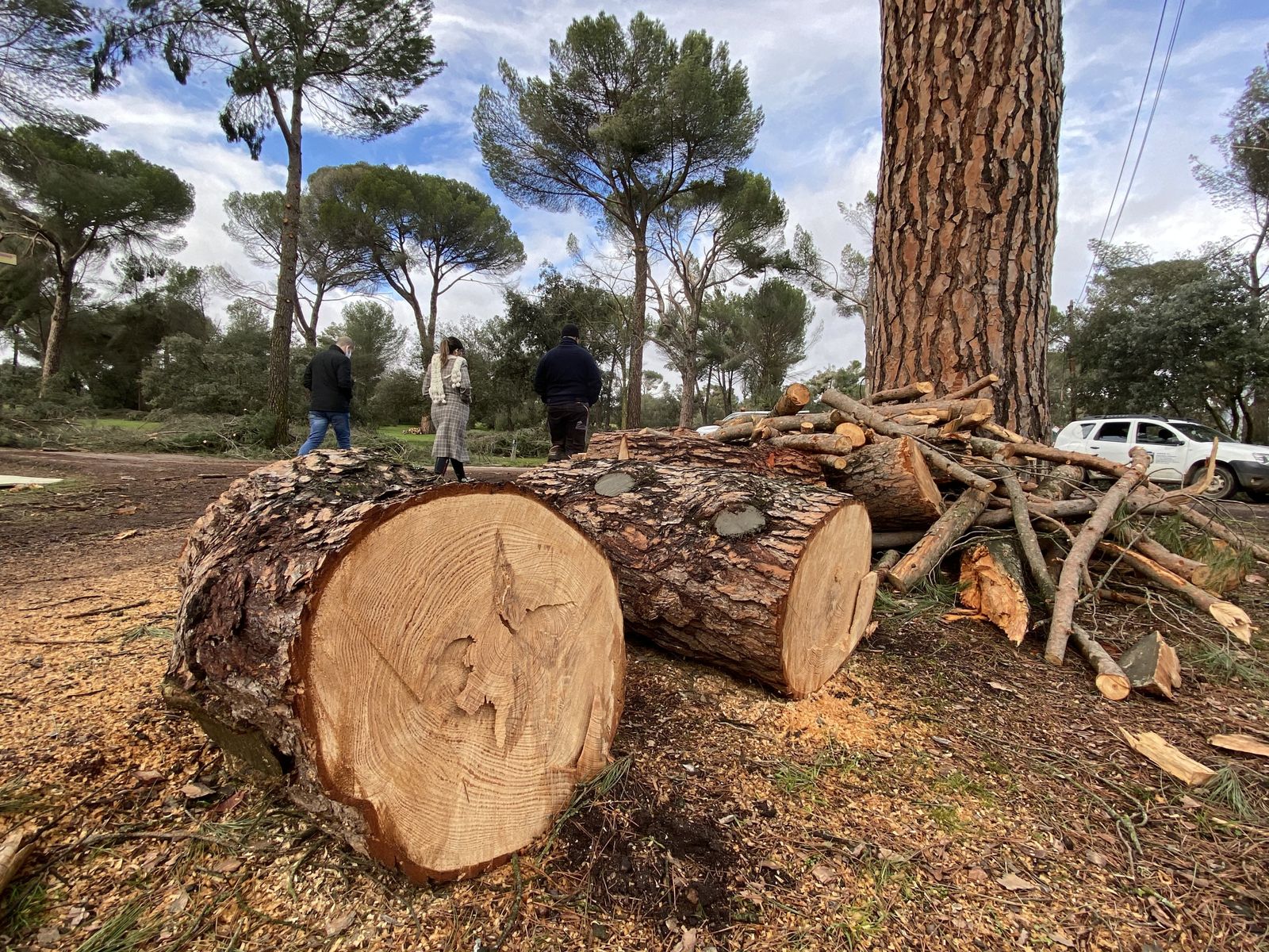Restos de los trabajos de poda y tala en el Monte del Pilar de Majadahonda