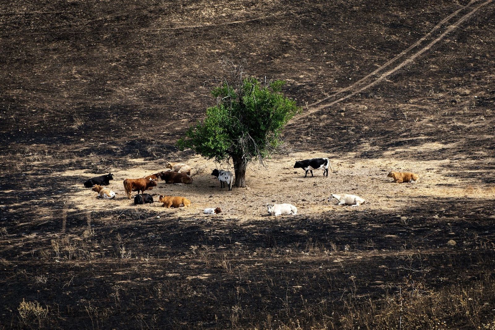 Pérdidas "inasumibles" para los ganaderos de Colmenar de Arroyo afectados por el incendio: "Se ha quemado todo"