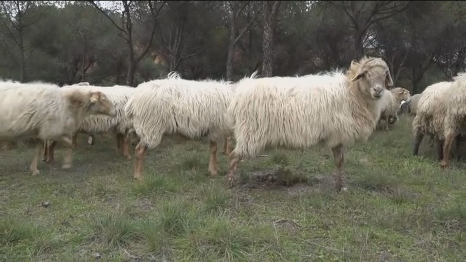 Un rebaño de 270 ovejas en plena ciudad de Madrid