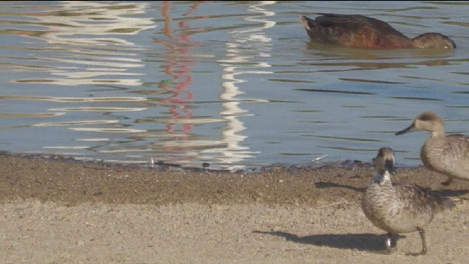 El Gobierno insiste en que se retire la iniciativa sobre los regadíos junto a Doñana
