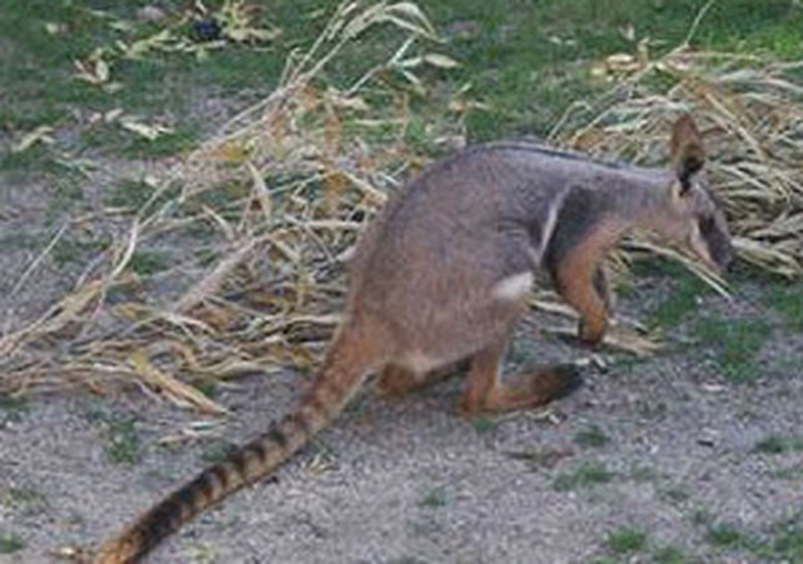wallaby_zoo