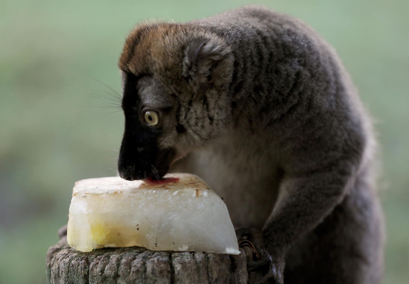 Los animales de los parques zoológicos también pasan mucho calor. Por eso, durante estos días les ofrecen alimentos frescos e hidratantes. Este lemur catta disfruta en Bioparc de Valencia de un helado.