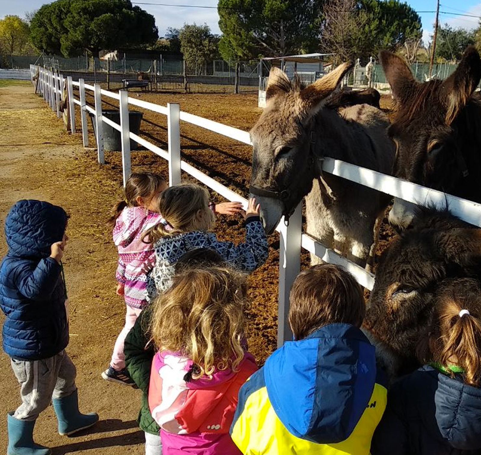 Niños acariciando a burros en Burrolandia