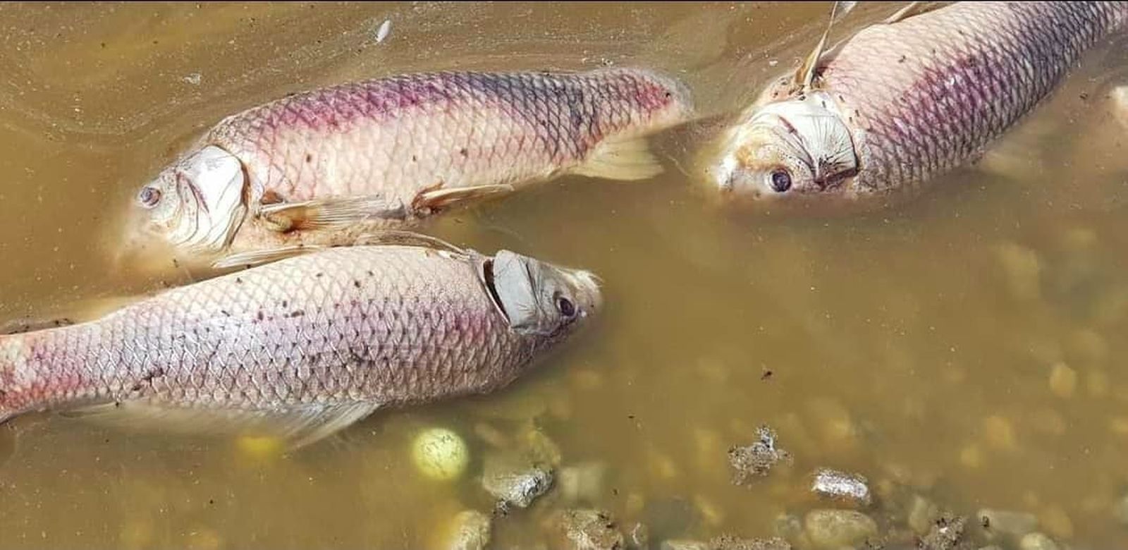 Vecinos de Aranjuez retiran decenas de peces muertos en el estanque del campo de golf