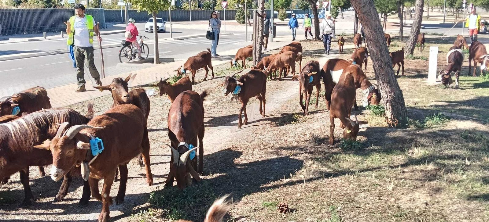 Rebaño de cabras procedentes de Ávila llegando a la Casa de Campo