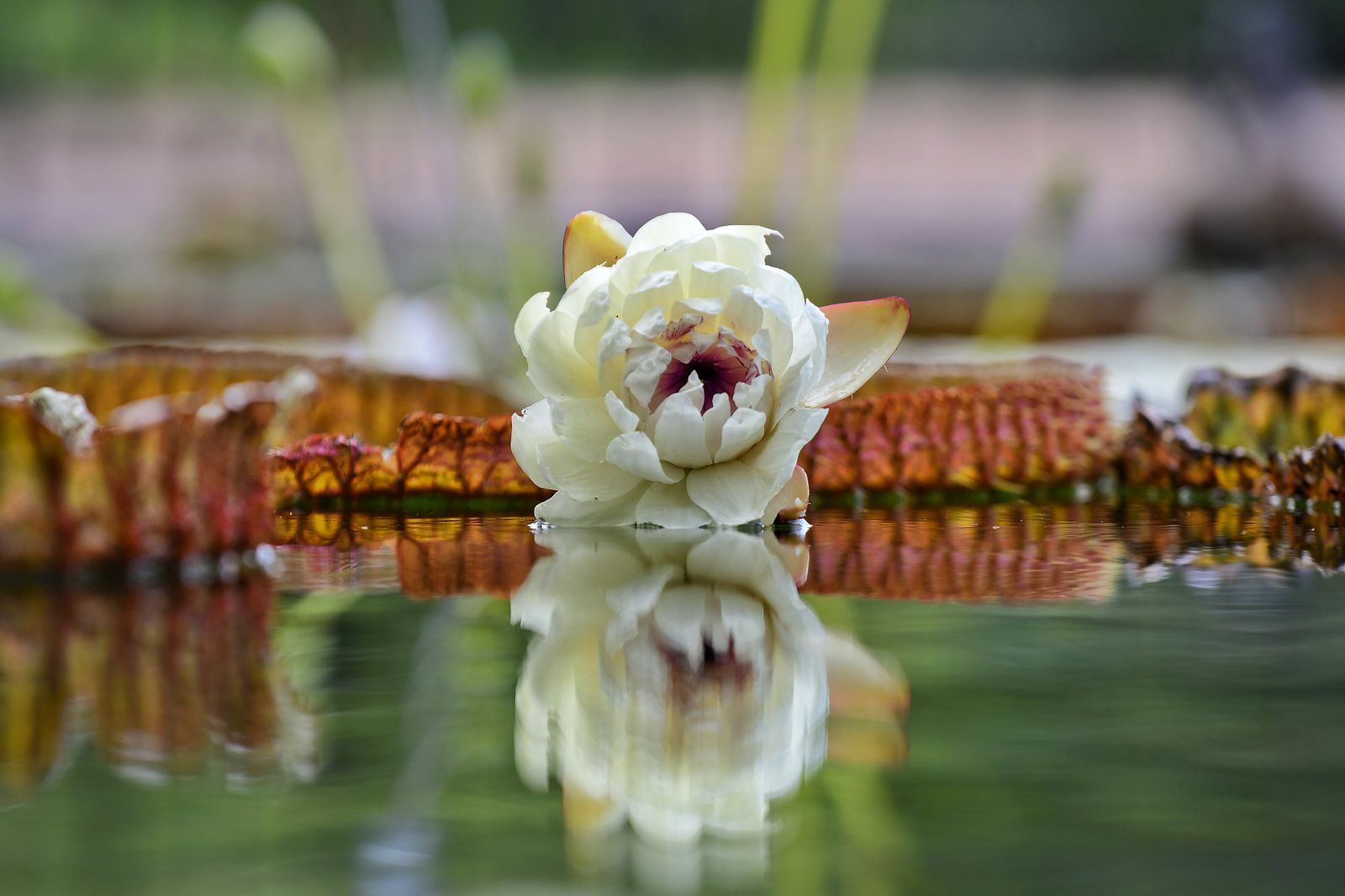 Nenúfar gigante Victoria en el Real Jardín Botánico de Madrid