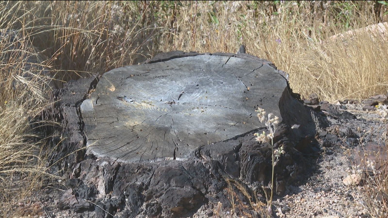 Brotes verdes en el monte de Cadalso de los Vidrios tras el fuego que lo arrasó en 2019
