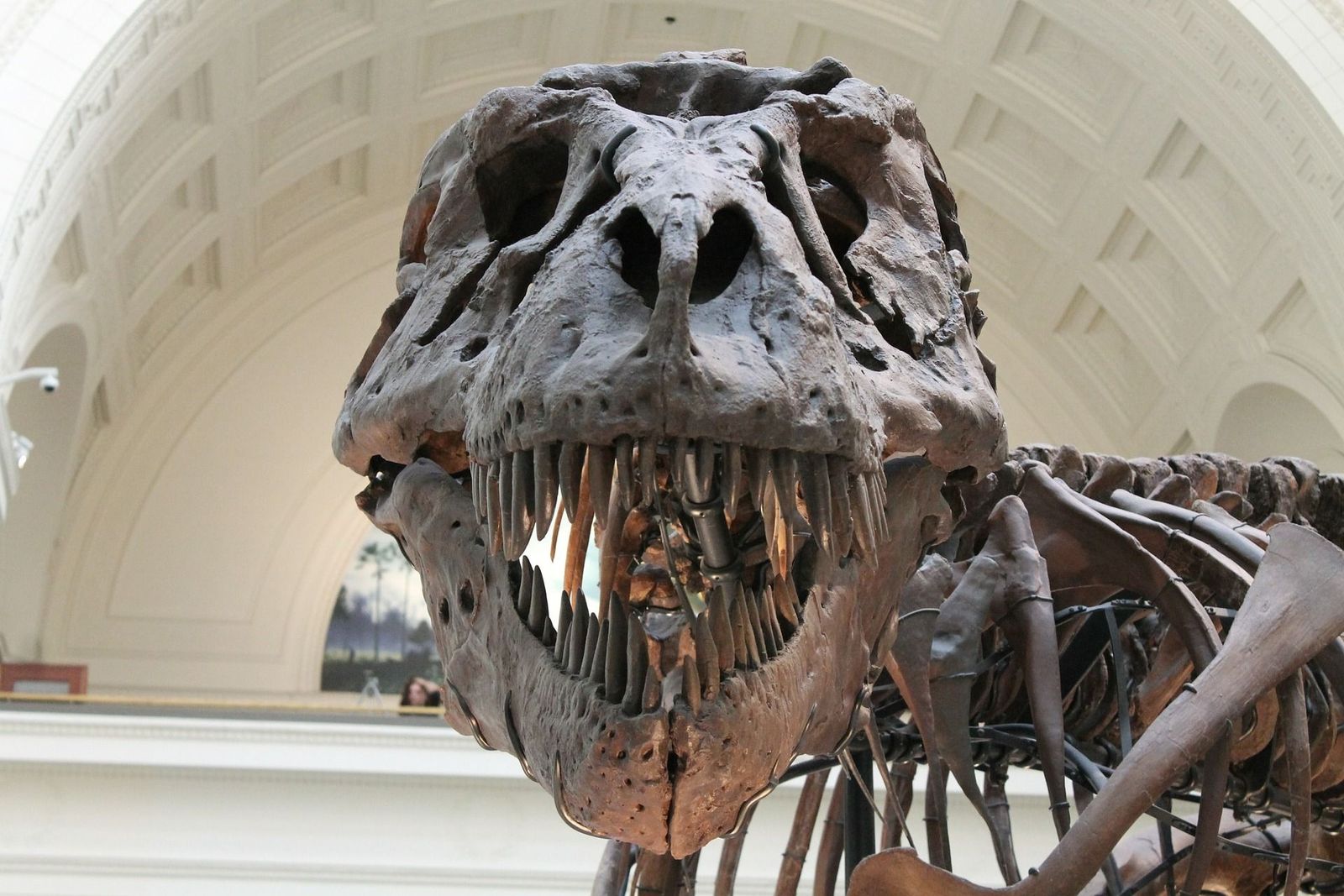 Así es pasar una noche entre dinosaurios en el Museo de Ciencias Naturales