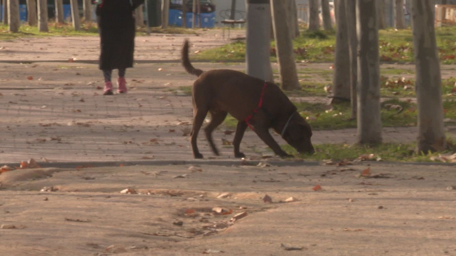 Vecinos de Sanchinarro graban vídeos de presuntos envenenadores de perros en un parque