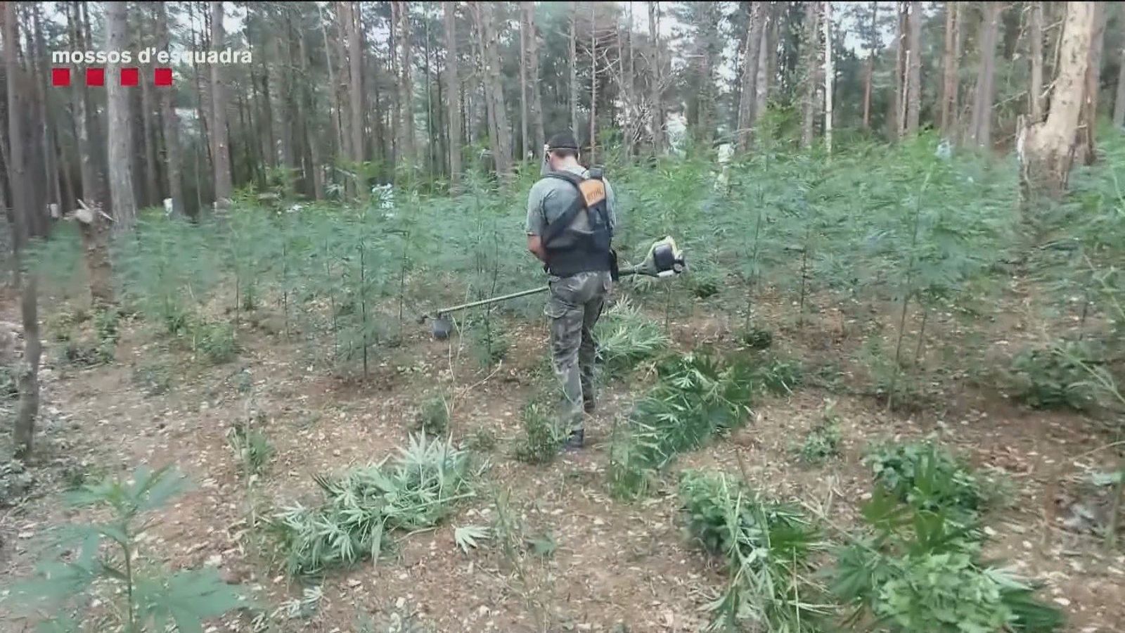Desmanteladas 2.148 plantas de marihuana en una finca rural de Girona y en alta montaña
