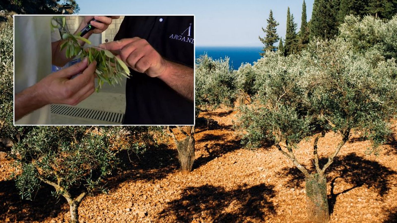 Crisis de aceite de oliva: podría bajar la producción de la aceituna hasta un 70%