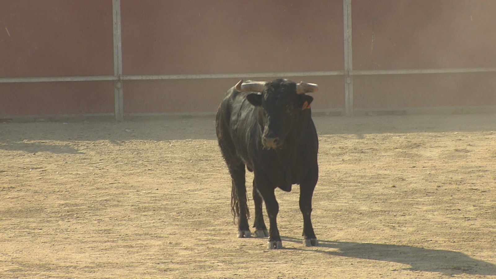 Madrid, región taurina con 1.103 festejos en 2024